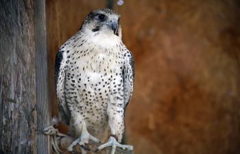  ����� ������� ������ ��������������� ��������� ����� �������� ������������ 