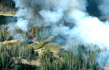 Свердловская область лидирует по числу лесных пожаров в России