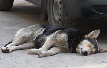 ����: news-asia.ru