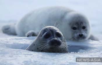 Каспийских тюленей включат в Красную книгу после избиения их детенышей на пляжах