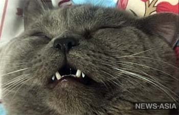 В Китае коту понадобилась капельница после спаривания с пятью кошками