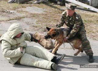 На всероссийских соревнованиях кинологов от жары умерли две собаки