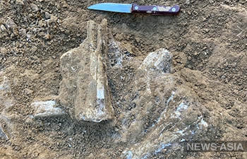 Уральские палеонтологи обнаружили в Таджикистане кости возрастом 2,5–2,2 млн лет