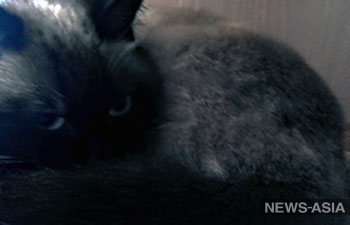 Международная федерация кошек запретила кошкам России участвовать в выставках