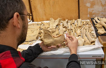 Палеонтологи обнаружили в Тавриде челюсти крайне редкого медведя