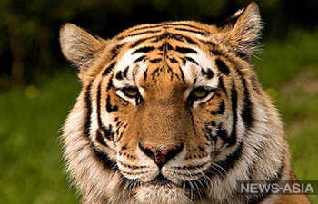 Путин сдержал слово: Россия выпустит тигров в Казахстане
