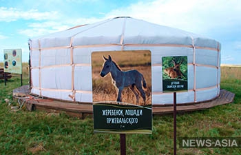 Волонтеры помогут сохранению и изучению лошади Пржевальского в Оренбургском заповеднике