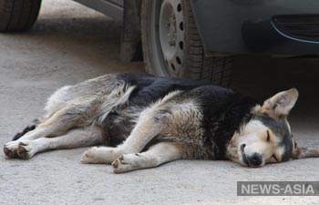 В Бишкеке появится закон об ответственном отношении к животным