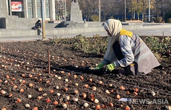 В Бишкеке высадили 171 тысяч луковиц тюльпанов