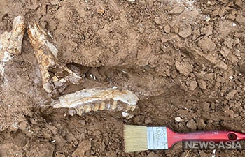 Палеонтологи обнаружили в Таджикистане череп верблюда возрастом 2,5 млн лет