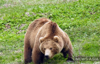 На юге Сахалина медведь напал на пенсионера