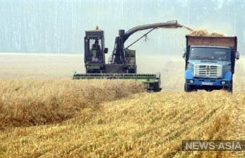 Минсельхоз оценил убытки от засухи в 33 миллиарда рублей