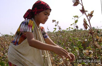 Германия призывает узбекское правительство отказаться от детского труда