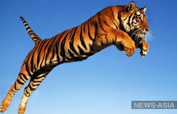 Россия готова заселить Среднюю Азию тиграми