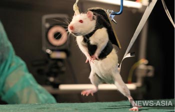 Первая пересадка головы в Китае у обезьян и крыс прошла успешно