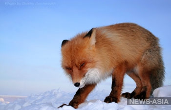 В Екатеринбург пробираются бешеные лисы